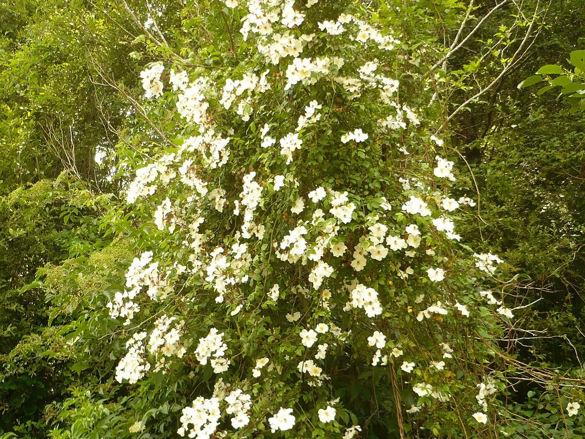 Rosa sempervirens (Rosaceae)